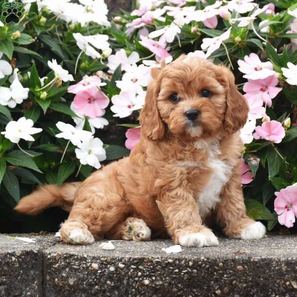 Otis, Cavapoo Puppy